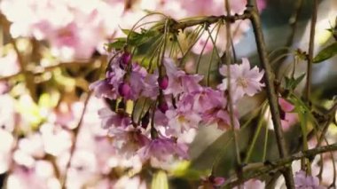 İlkbaharda kiraz çiçekleri açar.