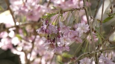 İlkbaharda kiraz çiçekleri açar.