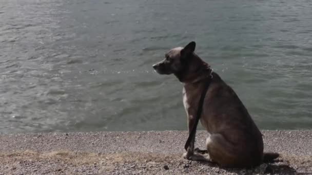 Собака на поводке наблюдает за океаном и идет к камере — стоковое видео