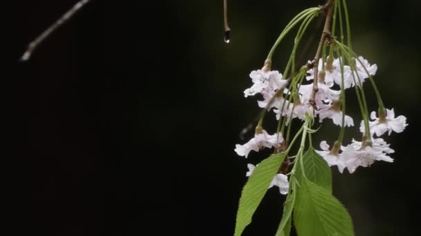 Fiori di ciliegio in piena fioritura in primavera — Video Stock