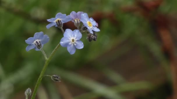 Blau vergiss mich nicht in voller Blüte — Stockvideo