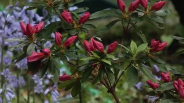 Koyu yeşil yapraklara karşı açan açelya.