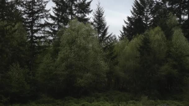Top van een donker dence bos licht bewegend in de wind — Stockvideo