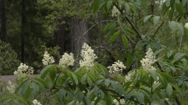 Petites fleurs blanches sur la branche de l'arbre dans la brise — Video