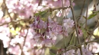 İlkbaharda kiraz çiçekleri açar.