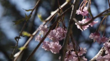 İlkbaharda kiraz çiçekleri açar.