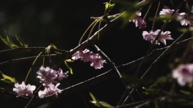 İlkbaharda kiraz çiçekleri açar.