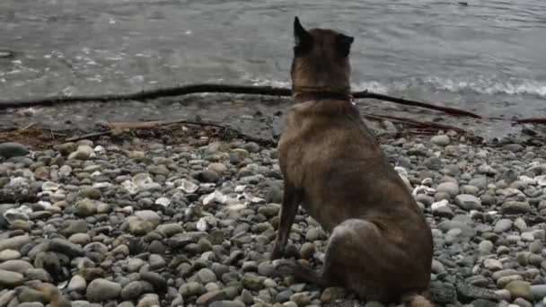Köpek oturup okyanusu ve kamerayı izliyor. — Stok video