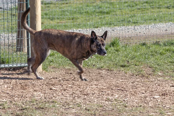 大草甸公园里跑着一只棕色的大狗 — 图库照片