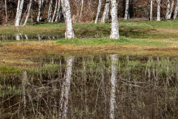 Weiße Zwillingsbäume spiegeln sich in grasbewachsener Regenpfütze — Stockfoto