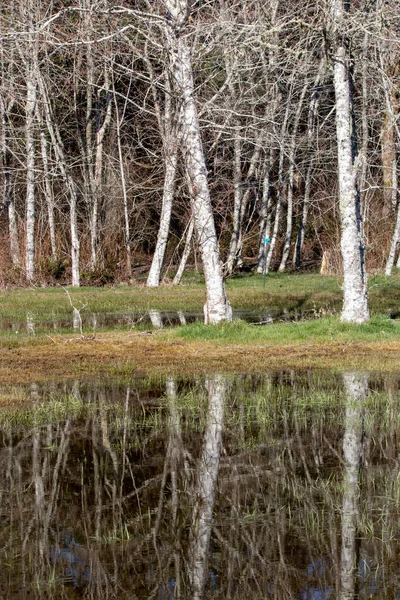 Hohe weiße Bäume spiegeln sich in noch grasbewachsenen Teich — Stockfoto