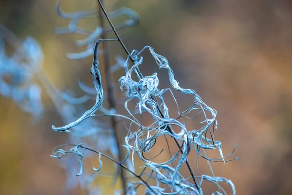 Plevel vytváří abstraktní tvary po umírání a přechází do semene — Stock fotografie