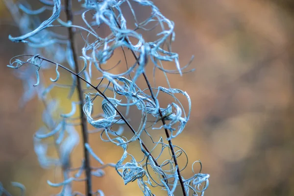 Plevel vytváří abstraktní tvary po umírání a přechází do semene — Stock fotografie