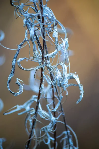 Сорняки, создающие абстрактные формы после смерти и посева — стоковое фото