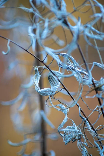 Бур'яни створюють абстрактні форми після вмирання і збираються на насіння — стокове фото
