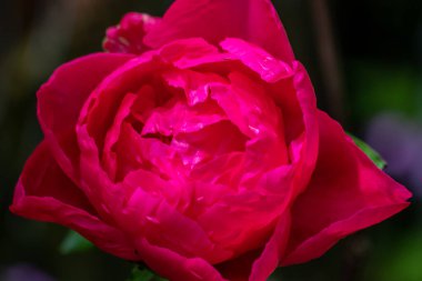 Bahçede çiçek açan koyu pembe bir gül.