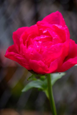 Bahçede çiçek açan koyu pembe bir gül.