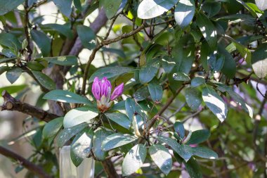 Bir demet pembe çiçek tomurcuğu.