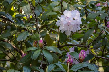 Tek bir soluk pembe çiçek demeti.