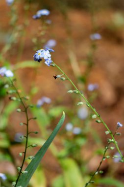 Uzun saplı küçük mavi çiçekler.