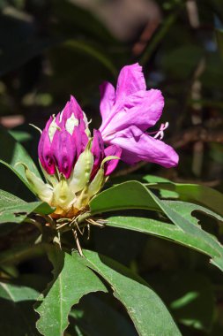 Tomurcuk kümesinde çiçek açan mor bir rhododendron çiçeği.