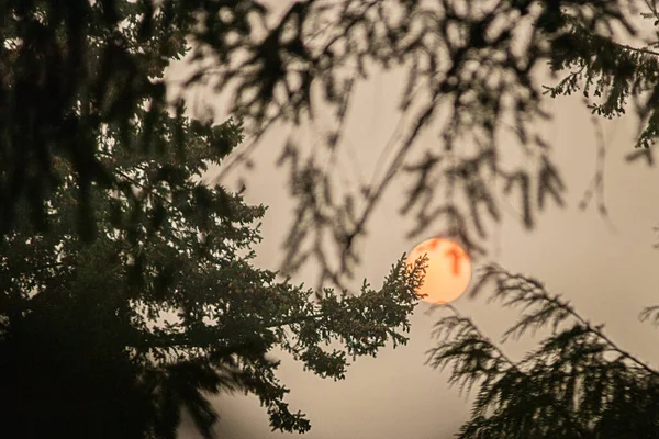 Luna roja brillante que brilla detrás del pino verde oscuro — Foto de Stock