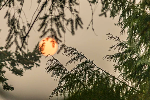 Luna roja brillante que brilla detrás del pino verde oscuro — Foto de Stock