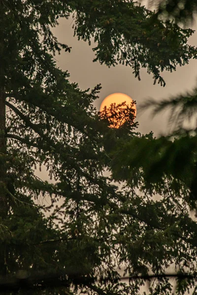 Heldere rode maan gloeiend achter donkergroene dennenboom — Stockfoto
