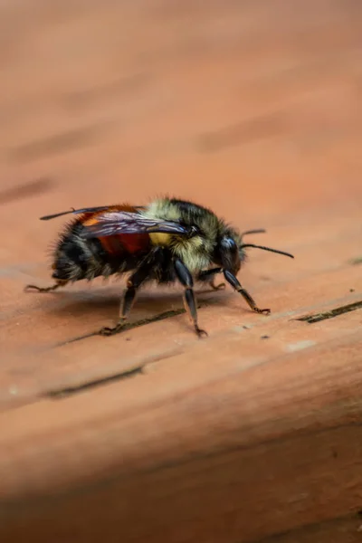 Moe zwart en oranje hommel landde — Stockfoto