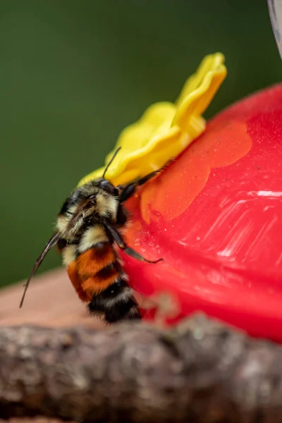 Cansado preto e laranja bumble abelha pousou — Fotografia de Stock