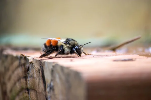 Bourdon noir et orange fatigué débarqué — Photo