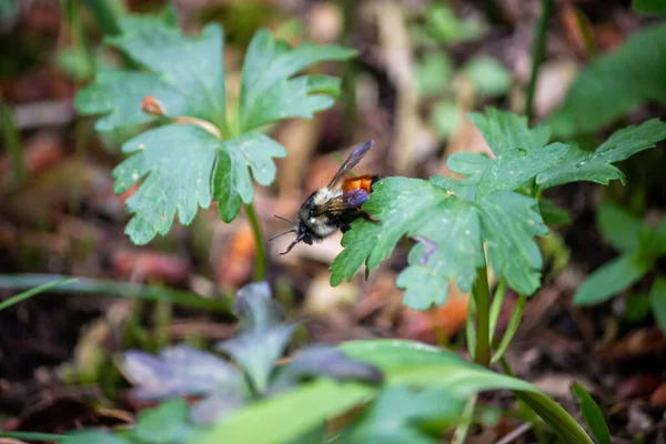 Cansado preto e laranja bumble abelha pousou — Fotografia de Stock