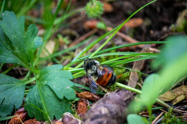 Cansado preto e laranja bumble abelha pousou — Fotografia de Stock
