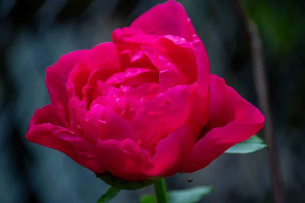 Głęboka różowa róża w pełnym rozkwicie w ogrodzie — Zdjęcie stockowe