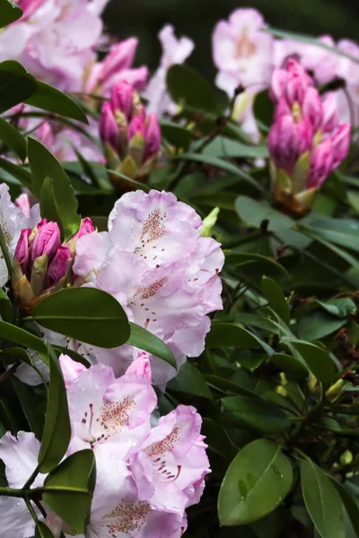 Primer plano de muchas flores de rododendro rosa —  Fotos de Stock