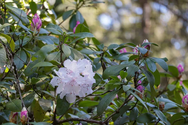 I fiori rosa chiaro davanti ai boccioli rosa — Foto Stock