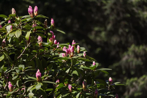 Viele rosa Knospen auf einem Rhododendron — Stockfoto