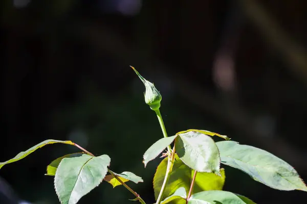 A singular green unopened rose bud in spring — Stock Photo, Image