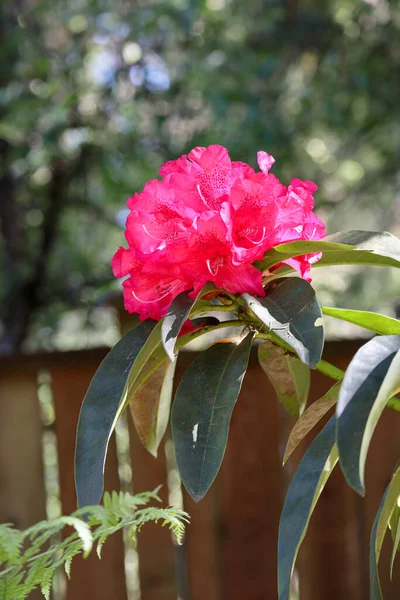 Ein einzelner Bund roter Rhododendronblüten — Stockfoto