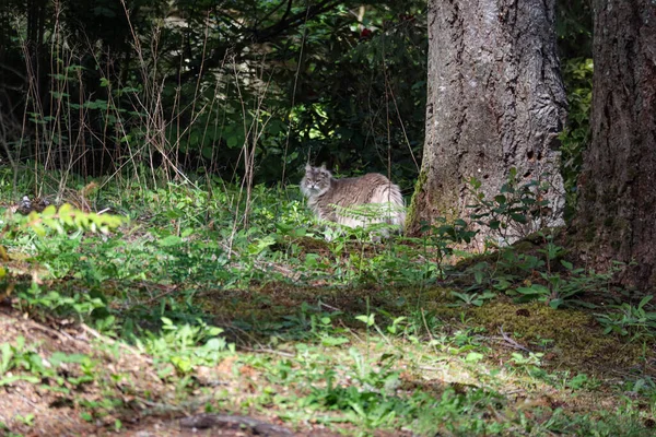 雑草の中を探索するふわふわの家畜です — ストック写真