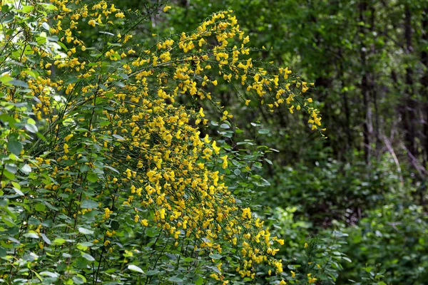 Ветви кустарника, отягощенные желтыми дикими цветами — стоковое фото