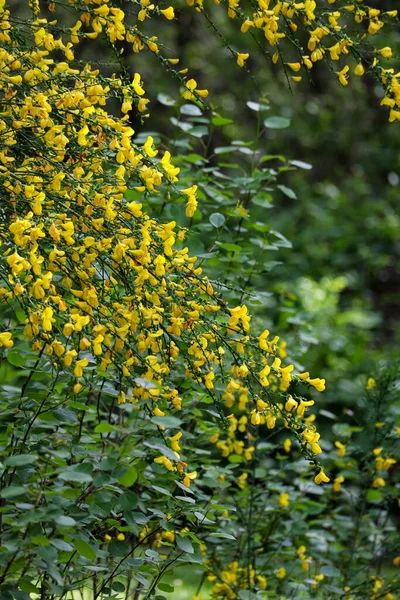 Ярко-желтые дикие цветы на ветвях — стоковое фото