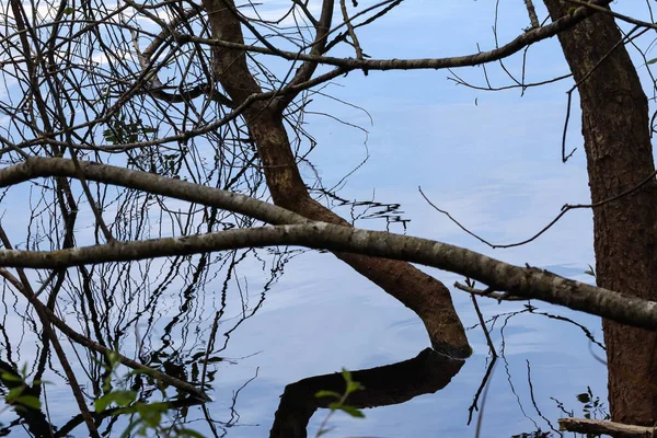 Branches coming from the water with clear reflections — Stock Photo, Image