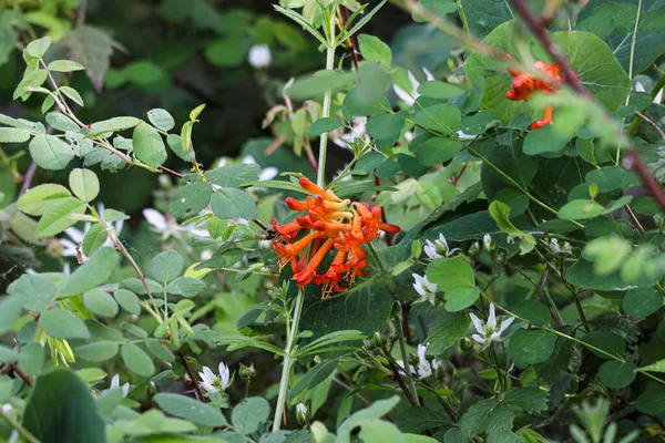 Un groupe de fleurs de chèvrefeuille orange sur un buisson fleuri — Photo