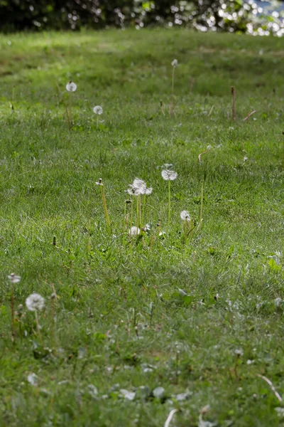Karahindibalar büyük bir çimenlikte tohumlanacak. — Stok fotoğraf