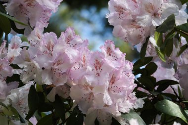 Gün içinde büyüyen açık beyaz ve pembe rhododendron