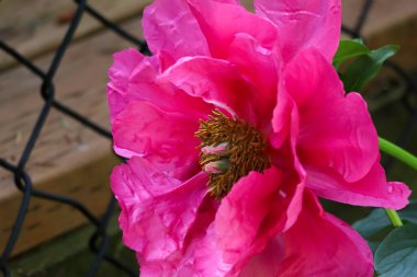 Bahçede büyüyen parlak pembe şakayık