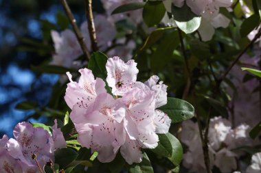 Gün içinde büyüyen açık beyaz ve pembe rhododendron