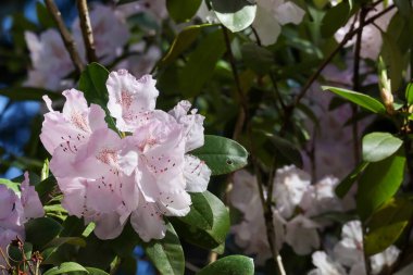 Gün içinde büyüyen açık beyaz ve pembe rhododendron