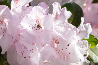 Soluk beyaz ve pembe rhododendron arılarla büyüyüp polen arıyor